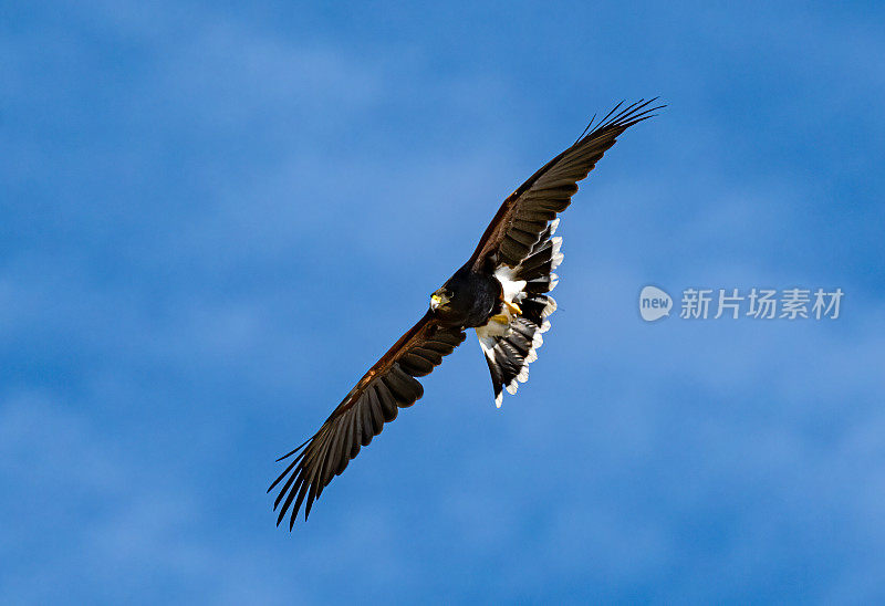 哈里斯鹰(Parabuteo unicinctus)，也被称为湾翼鹰、黑鹰和狼鹰。从美国西南部繁殖到智利、阿根廷中部和巴西的猛禽。索诺兰沙漠，亚利桑那州。